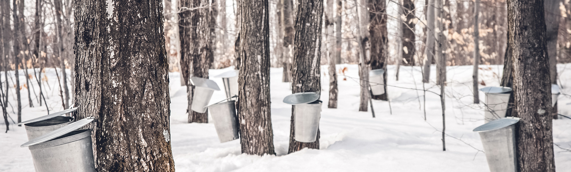 Winter saplings