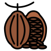 cocoa plant